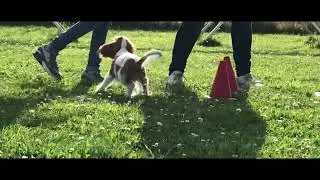 Miniature : Séance de socialisation pour chiots