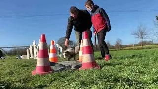 Miniature : Educagil, Séance pour chiots