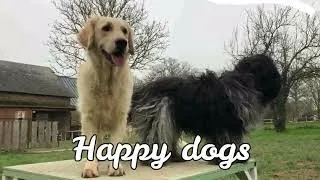 Miniature : Happy dogs , sur le parcours d'agility dog