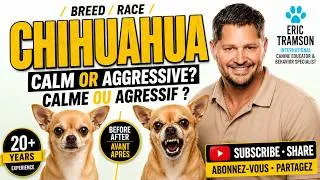 Miniature : Aggressive Chihuahua? How to Know If Your Dog Is Dangerous | Chihuahua agressif ?