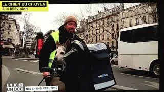 Miniature : Alain Lambert et le chien du citoyen dans l'émission "Nos chiens, ces héros !" sur M6 (extrait 1)