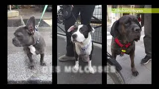 Miniature : Qui sont les chiens parisiens ? La cynographie de Paris