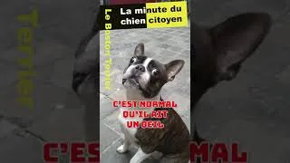 Miniature : C'est quoi un Boston terrier ?