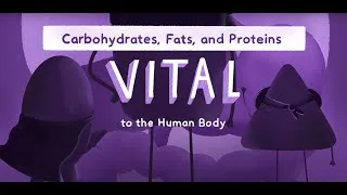 Miniature : Nutrients: Vital to the Human Body