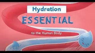 Miniature : Hydration: Essential to the Human Body