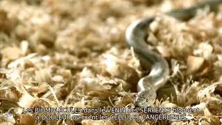 Miniature : LES MÉDICAMENTS VIENNENT DES SERPENTS   UN SECRET DE LA NATURE 2025 ! #ÉducationsBio