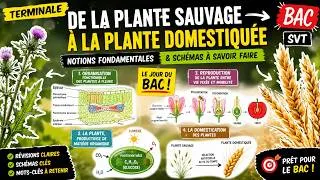 Miniature : BAC SVT : Les Schémas et Notions INDISPENSABLES sur les Plantes (20/20 assuré !)