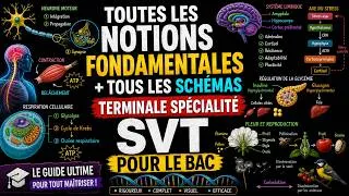 Miniature : 💥 SVT BAC : 100% des notions FONDAMENTALES à connaître + tous les schémas (Révision complète)