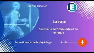 Miniature : La rate - Sentinelle de l'immunité et de l'énergie - Édulys formation