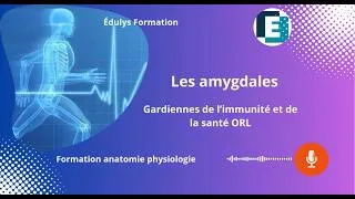 Miniature : Les amygdales - Gardienne de l'immunité et de la santé ORL - Édulys formation