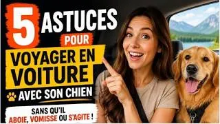 Miniature : 5 Astuces pour voyager en voiture avec son chien sans qu'il aboie, vomisse ou s'agite !