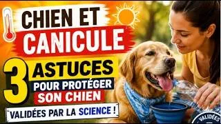 Miniature : Chien et canicule : 3 astuces validées par les vétérinaires pour protéger un chien quand il fait 40°