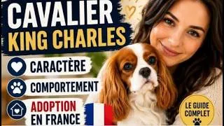 Miniature : Cavalier King Charles : Caractère, Comportement et Adoption en France (Guide Complet 2026)