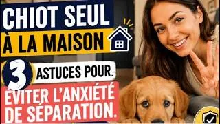Miniature : Chiot seul à la maison : comment éviter l'anxiété de séparation dès le début ? 3 astuces