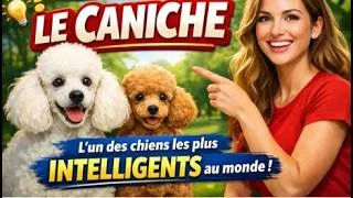 Miniature : Le caniche, comportement et caractère de l'un des chiens les plus intelligents au monde !