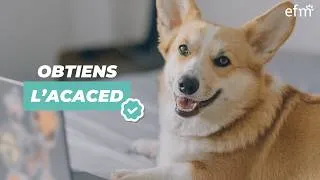 Miniature : ACACED : la formation indispensable pour travailler avec les animaux 🐶