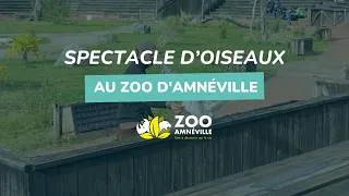 Miniature : Vol libre, rapaces et fauconnerie au Zoo d'Amnéville 🦅