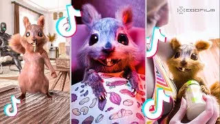Miniature : EGOFILM TIKTOK BESTOF - TIKTOK'S MOST FAMOUS SQUIRREL (TikTok Compilation) 🐿️