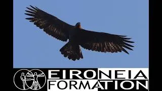 Miniature : EIRONEIA FORMATION (re)naît pour la joie des aigles