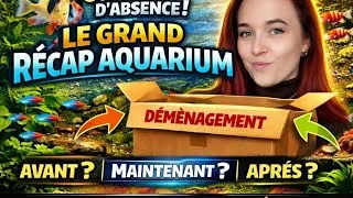 Miniature : 3 Semaines d’Absence… Mes Aquariums Ont-ils Survécu ?