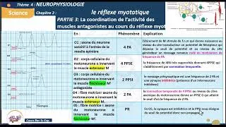 Miniature : 21_Le réflexe myotatique : L'innervation réciproque