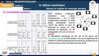 Miniature : 20_Le réflexe myotatique : La sommation spatiale-Bilan