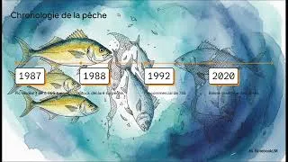 Miniature : Alerte extinction : la vérité sur la sériole du Golfe du Mexique