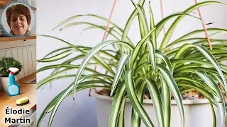 Miniature : Les Secrets pour Entretenir Vos Plantes d'Intérieur comme un Pro