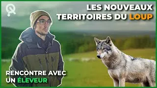 Miniature : Comment faire face au retour du loup ?