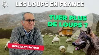 Miniature : QUE SE PASSERAIT-IL si on TUAIT PLUS DE LOUPS en France ?  (QSPT #21) Bertrand Sicard (Férus)