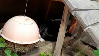 Miniature : voici nos aminaux trop MIMI !!!!!!!!!!