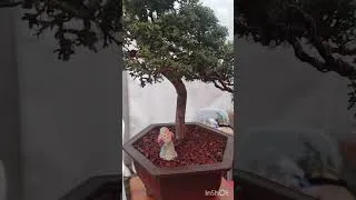 Miniature : vlog du dimanche ! A la découverte de la culture chinoise🏮🏮🏮