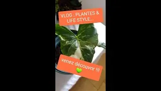 Miniature : VLOG : Tour en jardinerie, life style, routine du matin et point sur mes plantes de brocante !