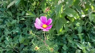 Miniature : Asmr fr : Balade en Dordogne 🌿 jardin, médiathèque et cinéma