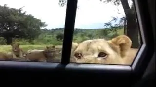 Miniature : Une lionne ouvre la portière d'une voiture