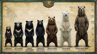 Miniature : Bear Size Comparison (LIVING EXTINCT) 2026🐼🐻
