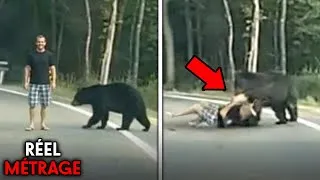 Miniature : Les Images Les Plus HORRIFIANTES D’attaques D’ours !