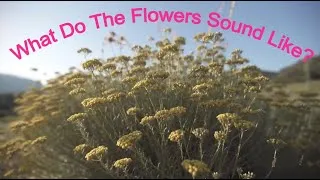 Miniature : ✅   🌼   What Do Flowers Sound Like??  🌼   ¿ A Qué Suena la Flor Siempreviva? 🌼