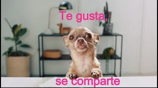 Miniature : ✅  Te gusta, se comparte   👅   Anuncio ASMR en español  👅   (Ad Saladix)