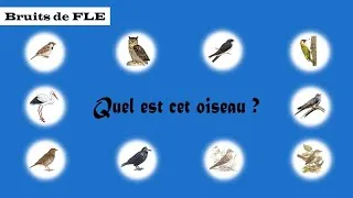 Miniature : 【Bruits de FLE】 Quel est cet oiseau ? (+ Quiz)
