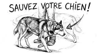 Miniature : SIGNAL MORTELLEMENT Dangereux Ou Pourquoi Votre CHIEN Tourne En Rond ?