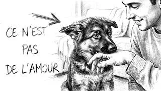 Miniature : La science de la pression : pourquoi les chiens anxieux se collent-ils plus que les autres ?
