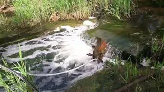 Miniature : Les béliers sont dans la mousse! qui a fait sa  toilette dans le cours d'eau