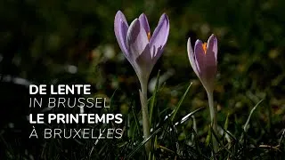 Miniature : LE PRINTEMPS À BRUXELLES / DE LENTE IN BRUSSEL