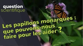 Miniature : Comment peut-on aider les papillons monarques et les autres polinisateurs ? │ Question scientifique