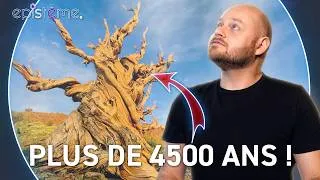 Miniature : EPISTEME - Les Secrets de la longévité des Arbres