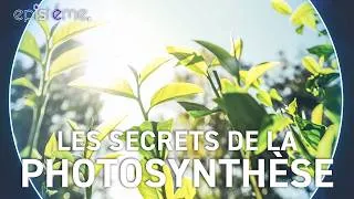 Miniature : EPISTEME - Les Bienfaits des Arbres