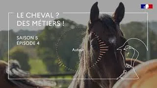 Miniature : Episode 4 "Le cheval ? Des métiers !" avec Claire Cordilhac, auteure
