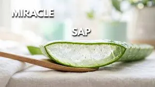 Miniature : Le secret de l'Aloe Vera : 2 façons de l'utiliser (Peau & Digestion) 🌿