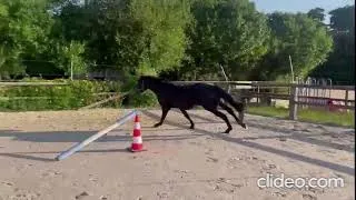 Miniature : Cheval à vendre - Magnifique mâle d’avenir pour le CSO ou CCE  - equirodi.com